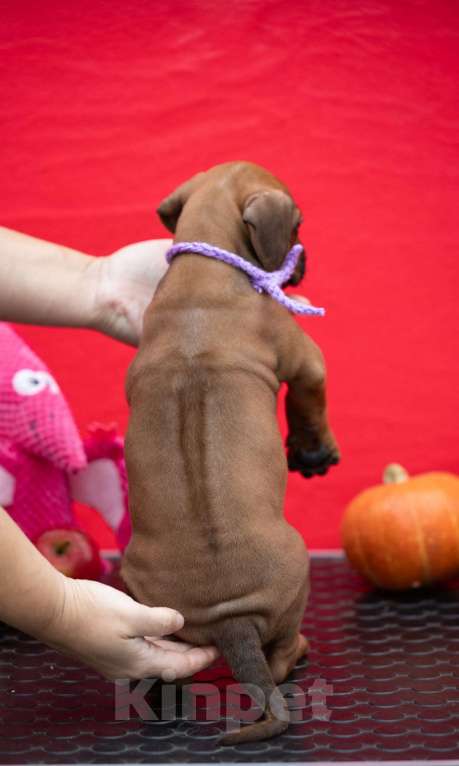 Собаки в Москве: Щенки родезийского риджбека Девочка, Бесплатно - фото 4