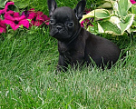 Собаки в Бердске:  маленькое черное французское чудо  Мальчик, Бесплатно - фото 2
