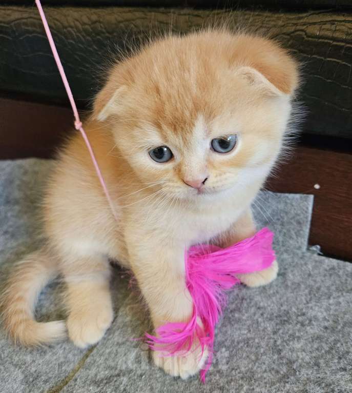 Кошки в Санкт-Петербурге: Муркотик Мальчик, 20 000 руб. - фото 2