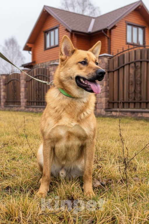 Собаки в Москве: Брутальный красавец Рич ищет хозяев! Мальчик, Бесплатно - фото 6