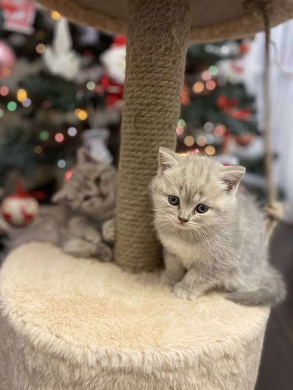 Кошки в Белгороде: Шотландская девочка Девочка, 10 000 руб. - фото 2