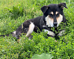Собаки в Москве: Взрослый пес, кобель  Мальчик, Бесплатно - фото 3