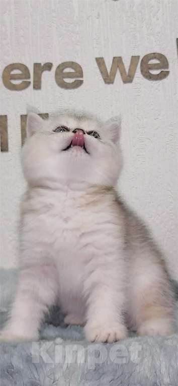 Кошки в Екатеринбурге: Шотландские котята шиншиллы  Мальчик, 27 000 руб. - фото 6