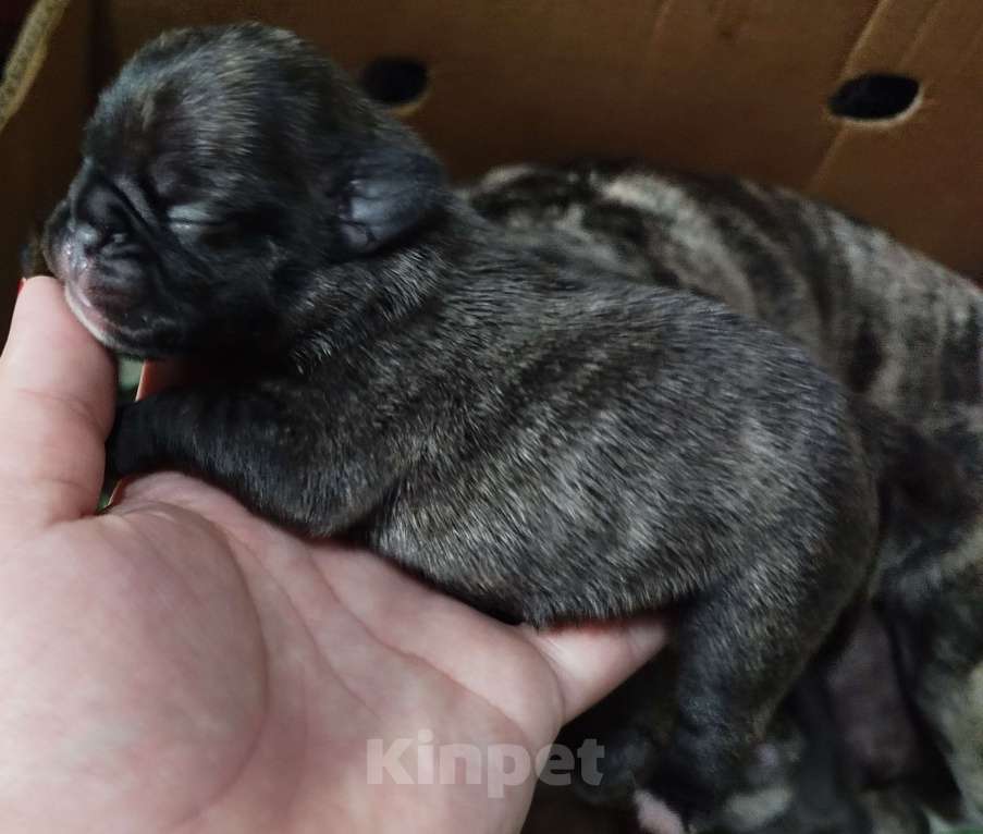 Собаки в других городах Ставропольского края: Продам цветных мопс. Тигровые, Мерле.  Мальчик, 25 000 руб. - фото 2