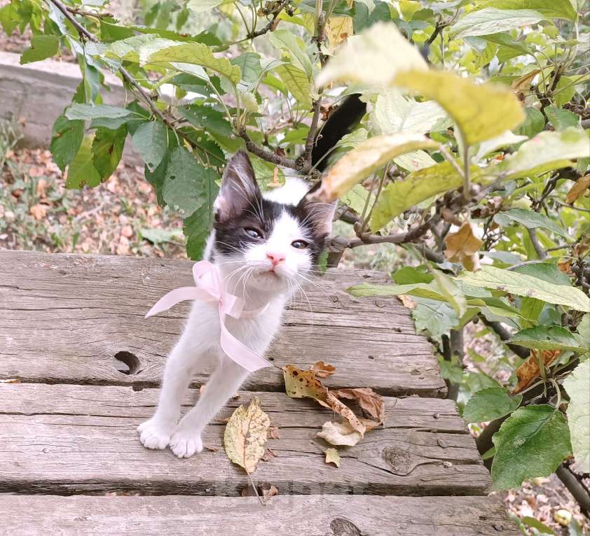 Кошки в Минеральном Воде: Котёнок метис сфинкса Девочка, Бесплатно - фото 2