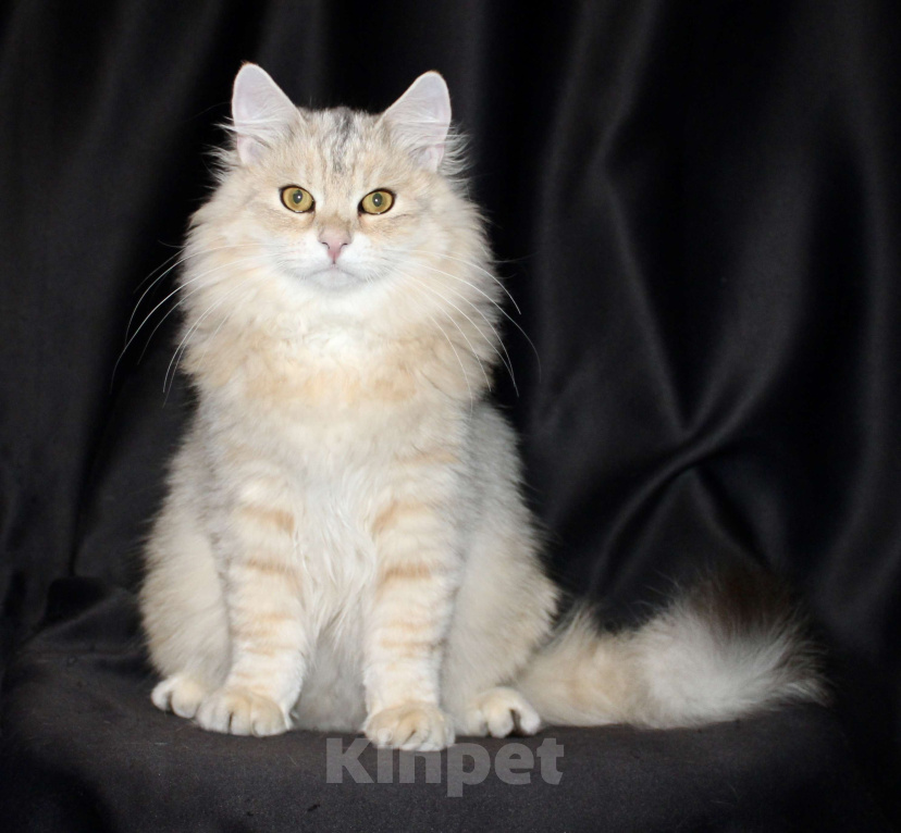 Кошки в Тюмени: Сибирский котёнок Мальчик, 15 000 руб. - фото 5