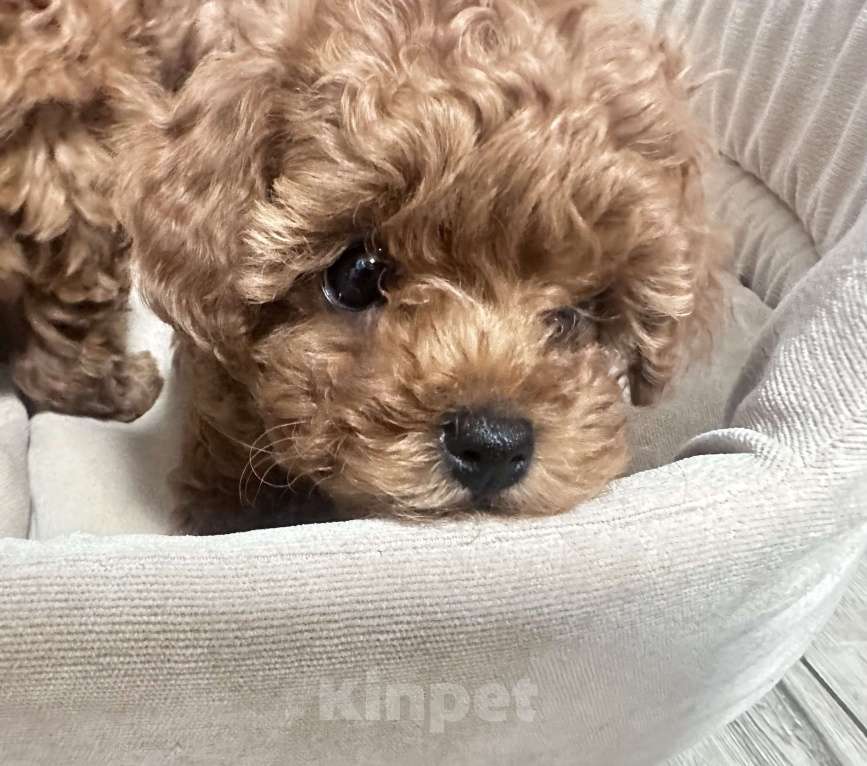 Собаки в Москве: Той-пудель Талия  Девочка, 130 000 руб. - фото 3