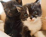 Кошки в Балашихе: Котята Девочка, Бесплатно - фото 9