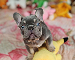 Собаки в Санкт-Петербурге: Шикарный щенки французский бульдог  Мальчик, 80 000 руб. - фото 1