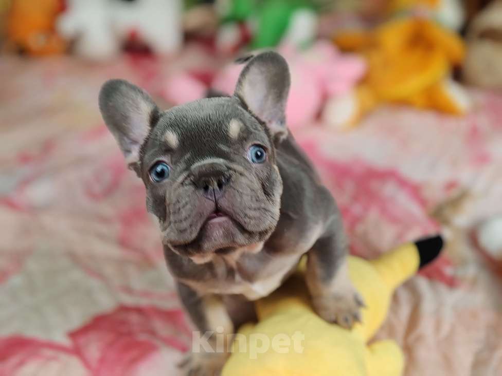 Собаки в Санкт-Петербурге: Шикарный щенки французский бульдог  Мальчик, 80 000 руб. - фото 1