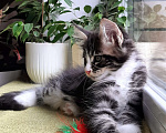 Кошки в Краснодаре: Котенок мейн кун  Мальчик, 50 000 руб. - фото 6