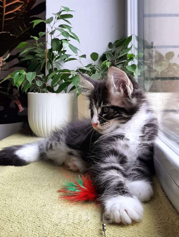 Кошки в Краснодаре: Котенок мейн кун  Мальчик, 50 000 руб. - фото 6