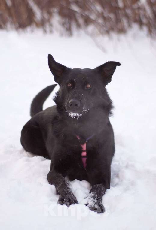 Собаки в Москве: Обычный пёс Чако с идеальным характером в поисках дома Мальчик, Бесплатно - фото 2