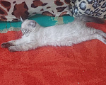 Кошки в Севастополе: Невский Маскарадный котенок Девочка, Бесплатно - фото 1