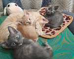 Кошки в Видном: Котёнок в добрые руки Девочка, 10 руб. - фото 2