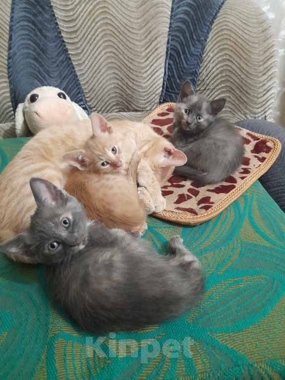 Кошки в Видном: Котёнок в добрые руки Девочка, 10 руб. - фото 2
