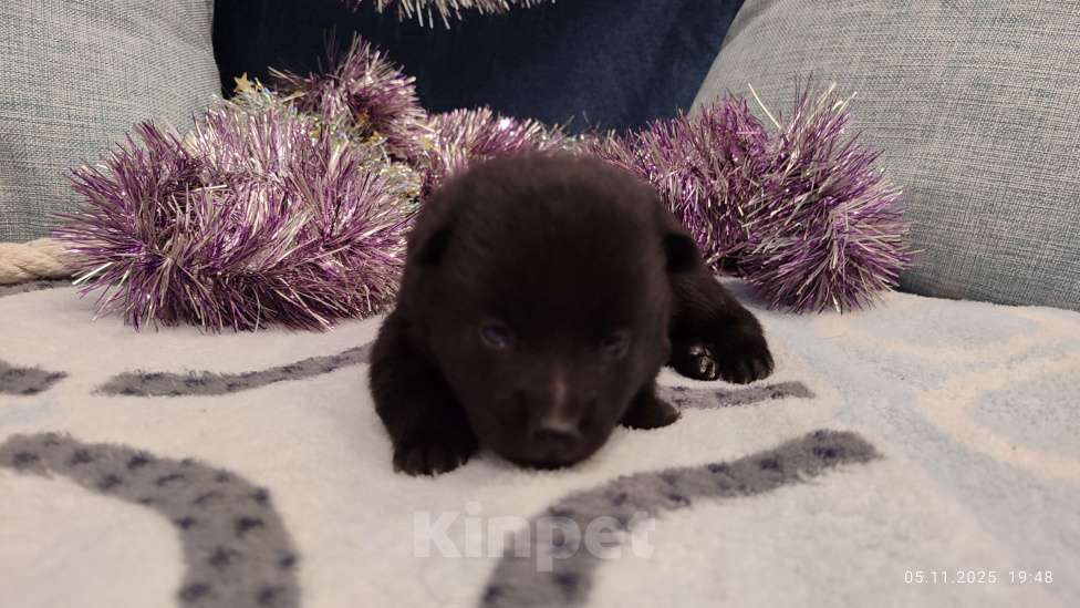 Собаки в Раменском: Щенки шипперке от титулованных родителей в домашних условиях (Розовая) Девочка, 80 000 руб. - фото 4