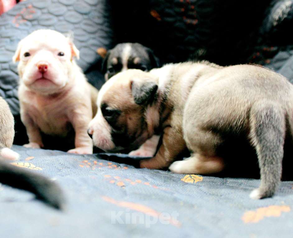 Собаки в Москве: Мальчики и девочки американский булли Разнополые, 70 000 руб. - фото 5