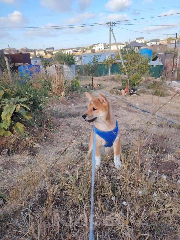 Собаки в Севастополе: Щенок  Сиба  зовут Акибо от Чемпионов Мальчик, Бесплатно - фото 7