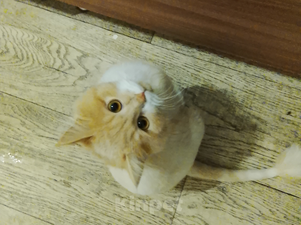 Кошки в других городах Самарской области: Котёнок в добрые руки Мальчик, Бесплатно - фото 1