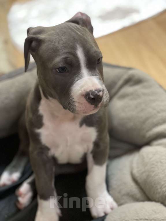 Собаки в Балашихе: Мухич Мальчик, Бесплатно - фото 2