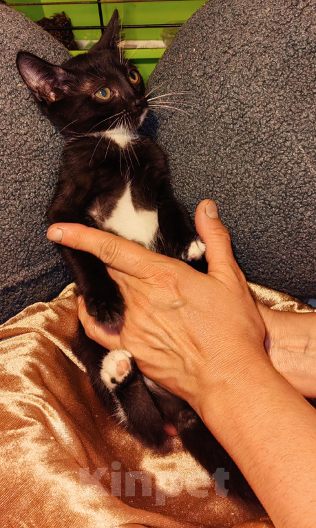 Кошки в Уфе: Котенок - девочка в добрые руки Девочка, Бесплатно - фото 3