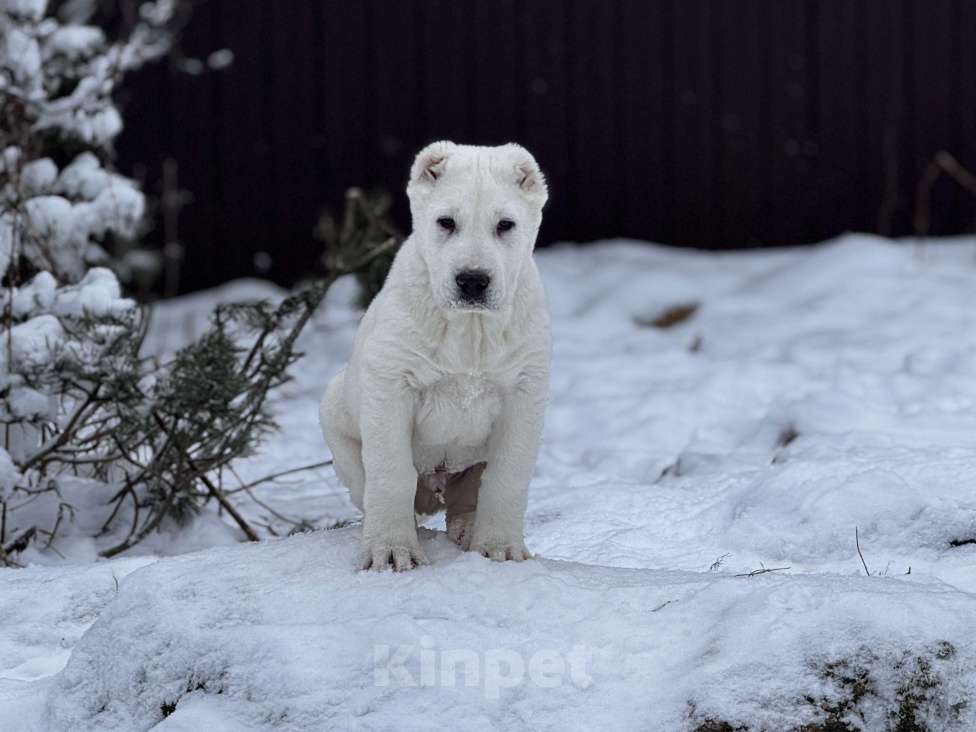 Собаки в Санкт-Петербурге: Кобель САО Мальчик, Бесплатно - фото 5