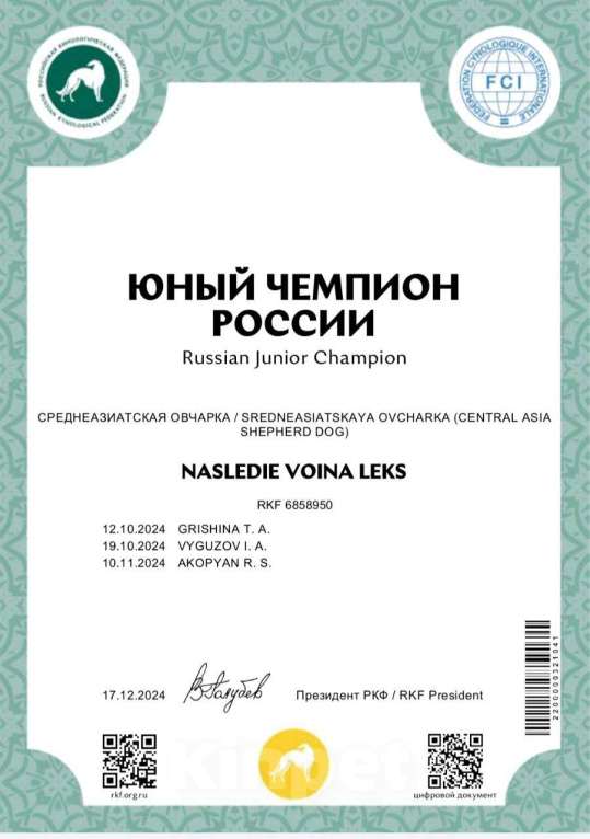 Собаки в Краснодаре: Кобель САО (вязка) Мальчик, Бесплатно - фото 6