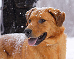 Собаки в Балашихе: Солнечный рыжий пёс Патат 3,5 года из приюта Мальчик, Бесплатно - фото 3