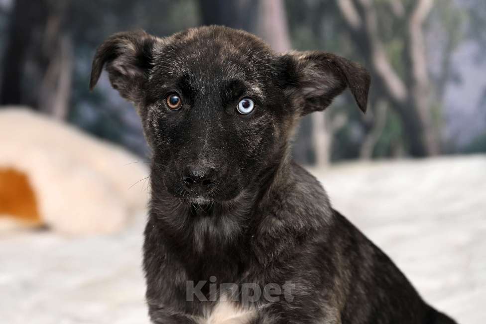 Собаки в других городах Московской области: Рэкса -тигровыя красавица , девочка 4 мес. Чудо природы и счастье для того , кто его Ждет Девочка, 1 000 руб. - фото 2