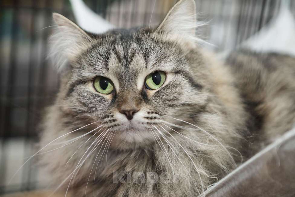 Кошки в Санкт-Петербурге: Ласковее не бывает умнейшая кошечка Девочка, 100 руб. - фото 3