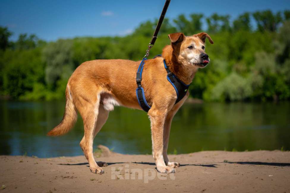 Собаки в Москве: Солнечный лучезарный Рыжик Мальчик, Бесплатно - фото 5
