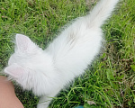 Кошки в других городах Тюменской области: Отдам котенка в добрые руки Мальчик, Бесплатно - фото 1