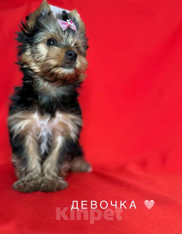 Собаки в Сарове: Щенки Мальчик, Бесплатно - фото 2