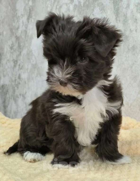 Собаки в Москве: Цветной йорк,  девочка Девочка, 60 000 руб. - фото 3