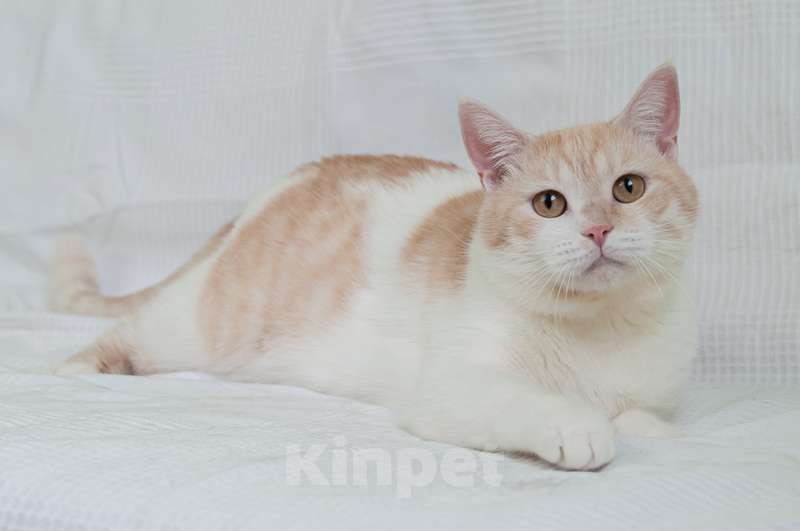 Кошки в Москве: Кот кремового окраса Яша в добрые руки Мальчик, 1 руб. - фото 2