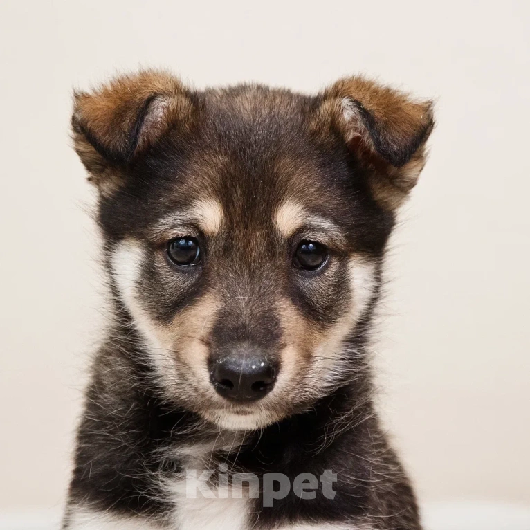Собаки в Лосином-Петровском: Мокко в добрые руки Мальчик, Бесплатно - фото 6