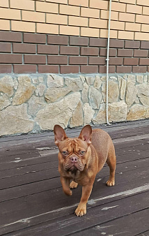 французский бульдог девочка