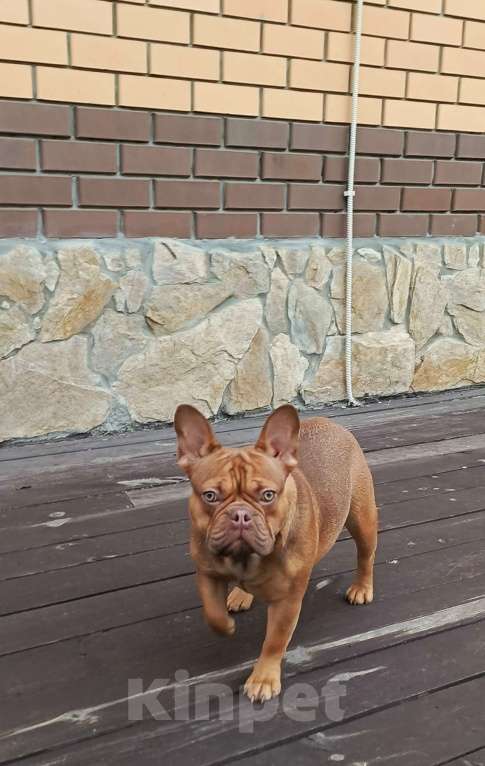 Собаки в Тюмени: французский бульдог девочка Девочка, Бесплатно - фото 1