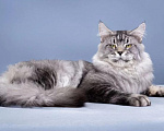 Кошки в Санкт-Петербурге: Котёнок мейн-кун Девочка, 40 000 руб. - фото 7