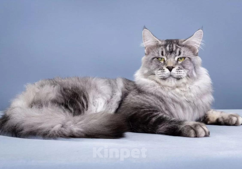 Кошки в Санкт-Петербурге: Котёнок мейн-кун Девочка, 40 000 руб. - фото 7