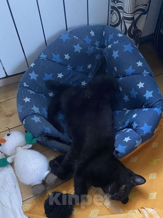 Кошки в Набережных Челнах: Котик Пума Мальчик, Бесплатно - фото 1