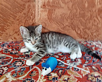 Кошки в Волгограде: Две кошечки ищут дом Девочка, Бесплатно - фото 7