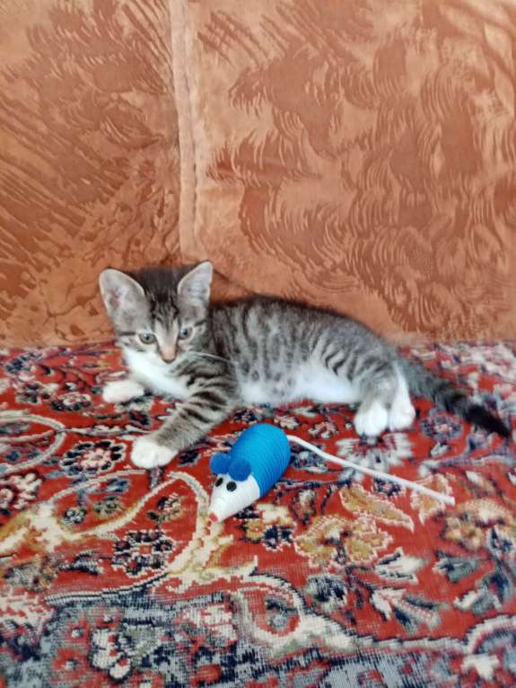 Кошки в Волгограде: Две кошечки ищут дом Девочка, Бесплатно - фото 7