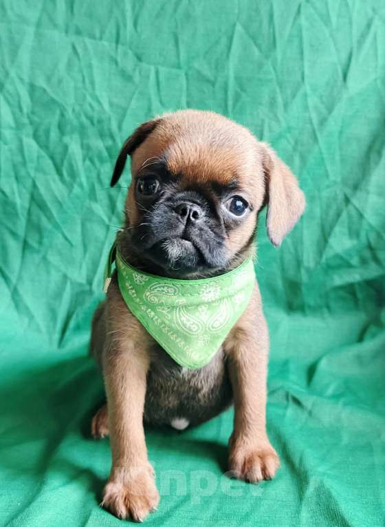 Собаки в Москве: Пти-брабансон мальчик, доставка по Москве Мальчик, 30 000 руб. - фото 3