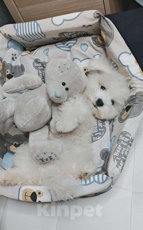 Собаки в Москве: БИШОН ФРИЗЕ девочка мини  Девочка, 79 990 руб. - фото 3