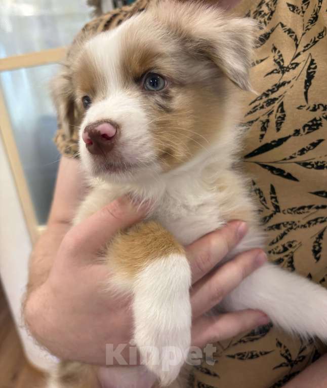 Собаки в других городах Ленинградской области: Мальчик красный мрамор  Мальчик, 60 000 руб. - фото 5