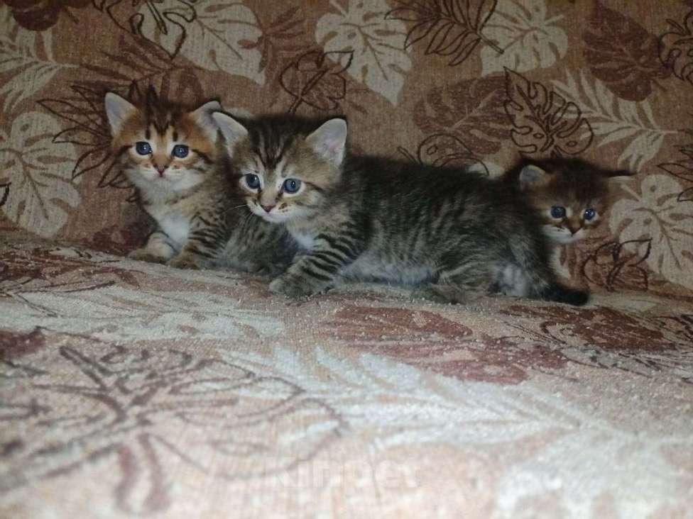 Кошки в Уфе: Продаются котята Девочка, 500 руб. - фото 2