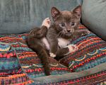 Кошки в Павловском Посаде: Котенок Мальчик, Бесплатно - фото 7