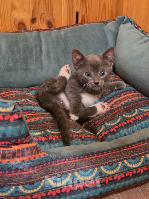 Кошки в Павловском Посаде: Котенок Мальчик, Бесплатно - фото 7